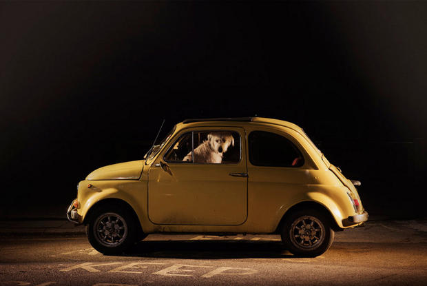 dogs-in-cars-milo-by-martin-usborne