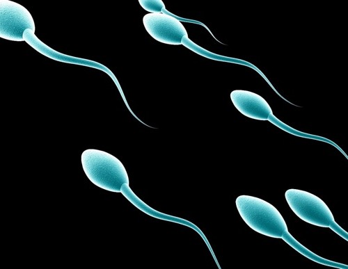 sperm