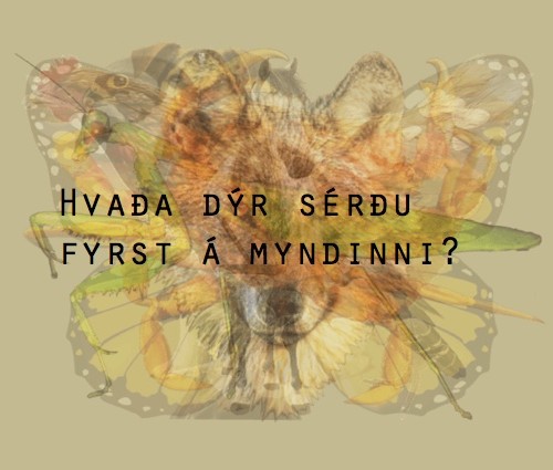 hvaða