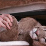 cougar