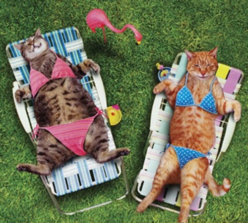 Screen Shot 2018-07-05 at 15.41.46