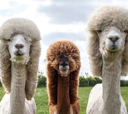alpaca
