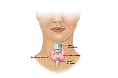 thyroid_gland-w-660x330