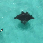 manta ray