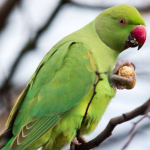 Screen Shot 2020-11-09 at 18.54.05